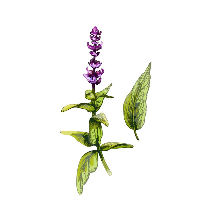 Vector salie verse groene takken met bloemen en bladeren. vintage vector arcering kleur hand getekende illustratie geïsoleerd op een witte background