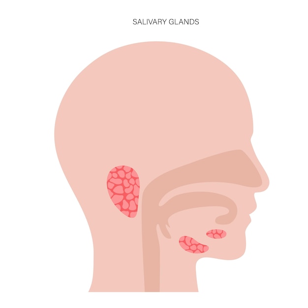 Salivary gland concept