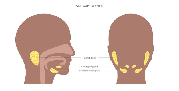 Vettore concetto di ghiandola salivare