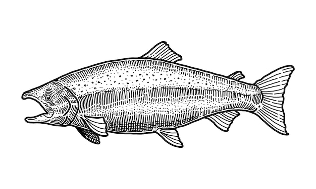 Vector salmon, doole vector illustration.