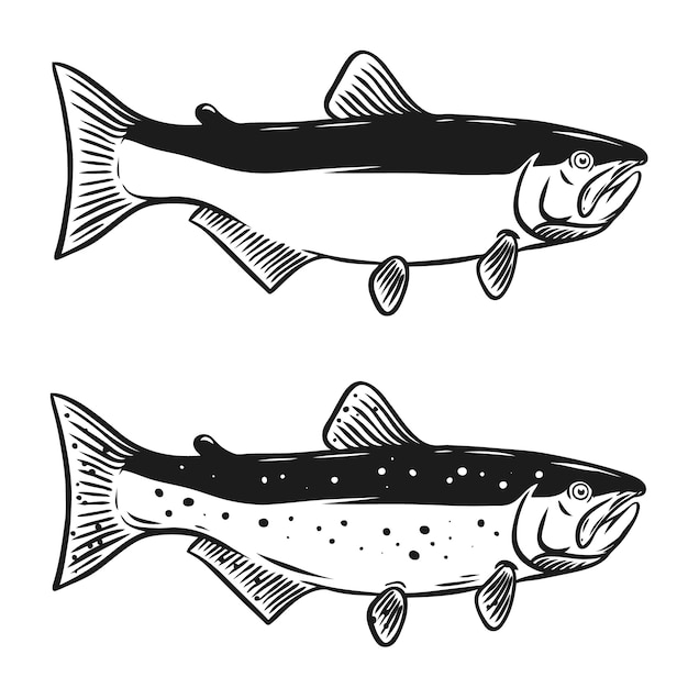 Illustrazione di pesce salmone su sfondo bianco. elemento per logo, etichetta, emblema, segno. illustrazione