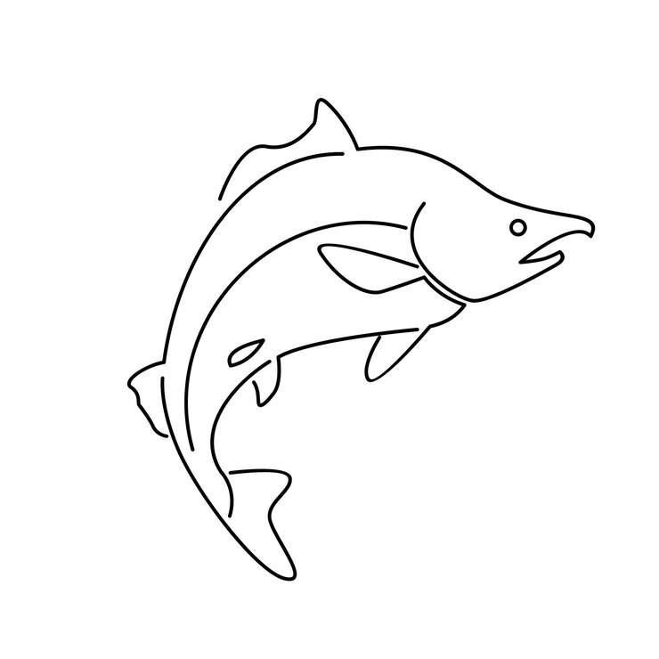 Vector salmon fish outline illustration