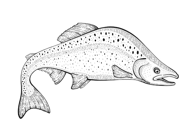 Vector salmon fish sketch illustration. trout seafood. hand drawn vintage doodle icon.