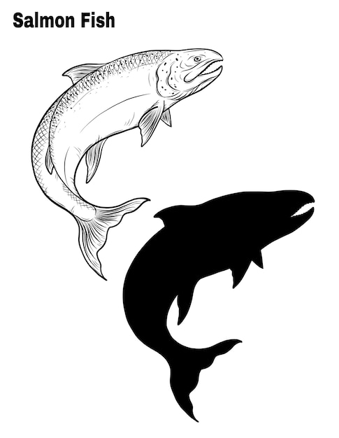 Salmon fish vector by hand drawing