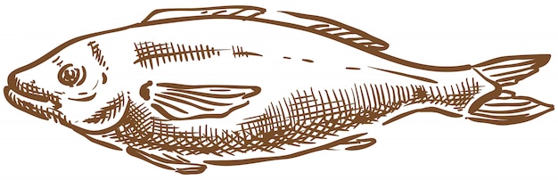 Vector salmon fish vector sketch hand drawing