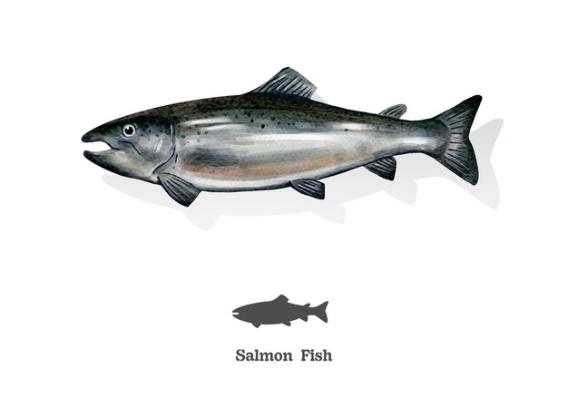 salmon fish watercolor sketch line art vector illustrationxa