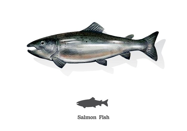 Salmon fish watercolor sketch line art vector illustrationxA