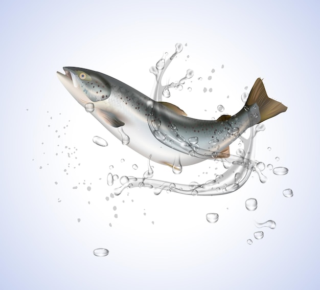 Salmon fish without water splashes