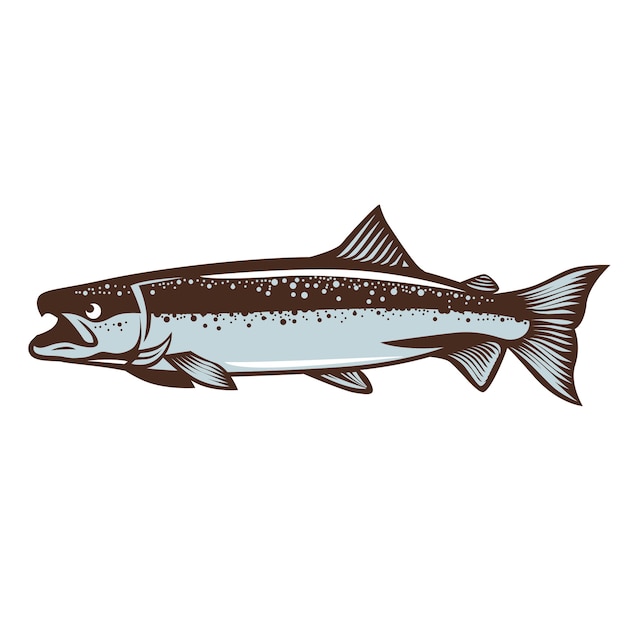 Vector salmon fish