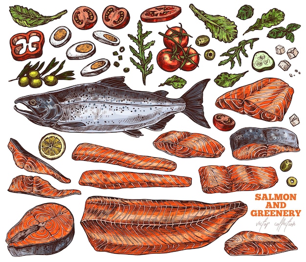 Set di illustrazioni disegnate a mano di salmone e verde, pezzi di filetto di pesce rosso crudo crudo e bistecche di schizzi a colori, uovo sodo, pomodori e fette di limone