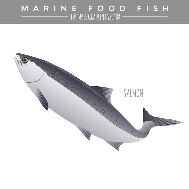 Salmon. marine food fish