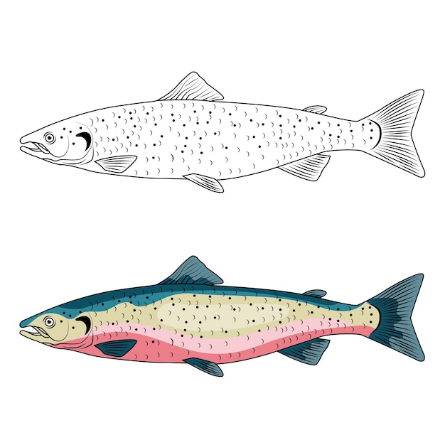 Salmon sea fish engraved drawing vector illustration