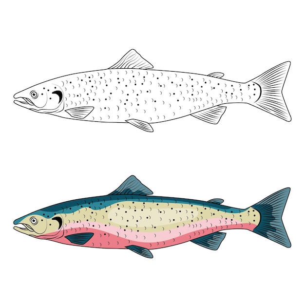 연어 바다 물고기 새겨진 드로잉 벡터 일러스트 레이 션
