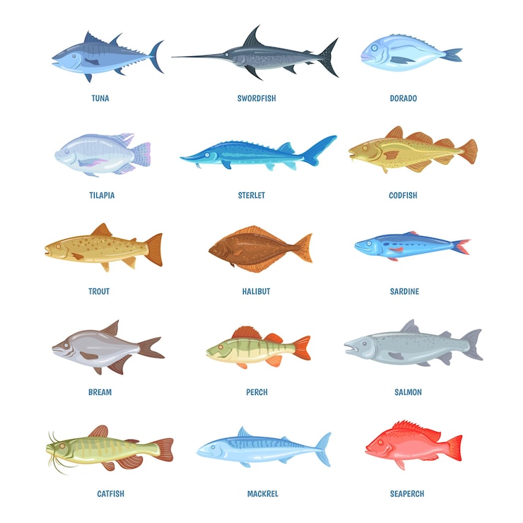 Vector saltwater and river fishes cartoon sea ocean fish sardine mackerel anchovy tuna halibut tilapia herring salmon bream sprat icons marine fishery seafood info neat vector