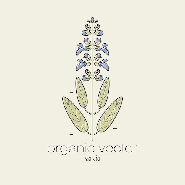 Salvia plant vector illustratie geneeskunde plant ontwerp