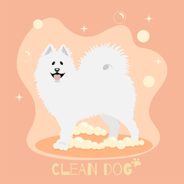 samoyed after grooming