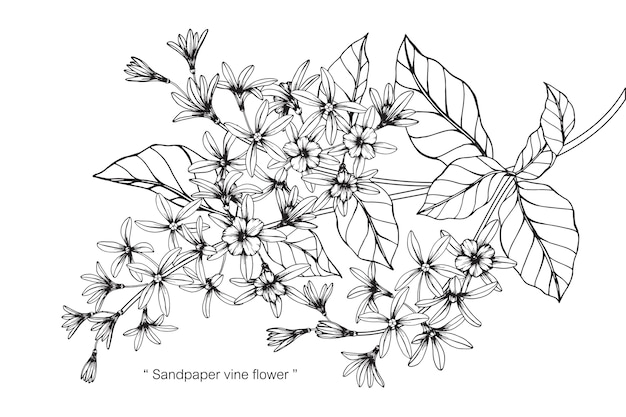 Illustrazione del disegno del fiore della vite della carta vetrata