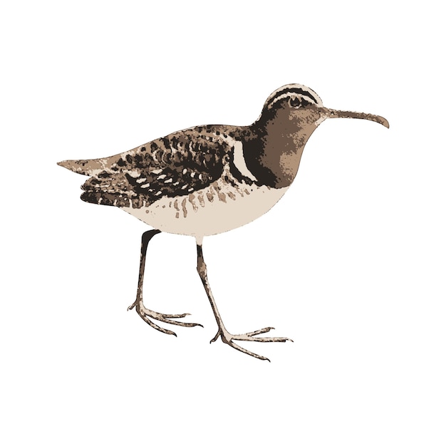 Vector sandpiper watercolor vector illustration