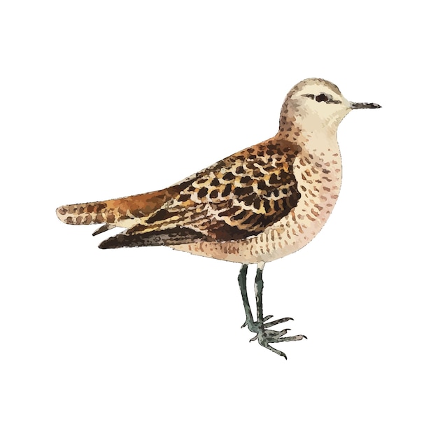 Vector sandpiper watercolor vector illustration