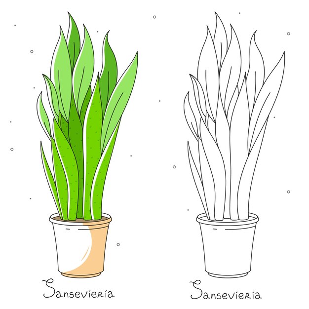 Vettore sansevieria fiore in vaso di colore e disegno vettoriale di linea