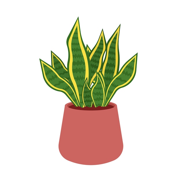サンスベリア トリファシアタ 植物の図