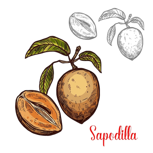 Sapodilla vector schets fruit exotisch pictogram