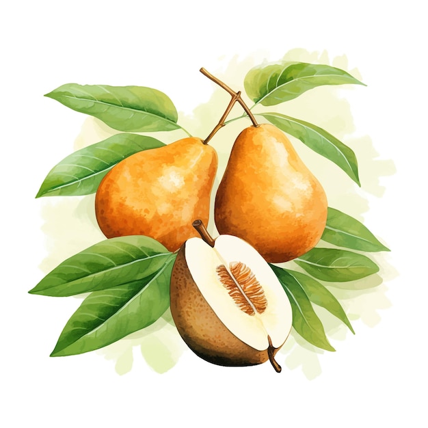 Sapota waterverf clipart