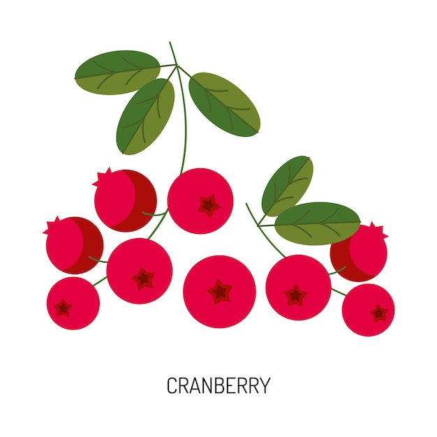 Sappige cranberry bessen geïsoleerd op een witte achtergrond Vector illustratie van bessen voor ontwerp
