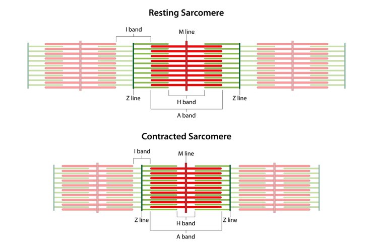Vector sarcomeres in different functional stages resting and contracted