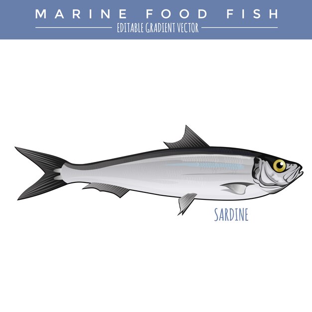 Sardine. marine food fish