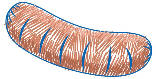 Vettore stile di scarabocchio del bambino di colore della matita della salsiccia