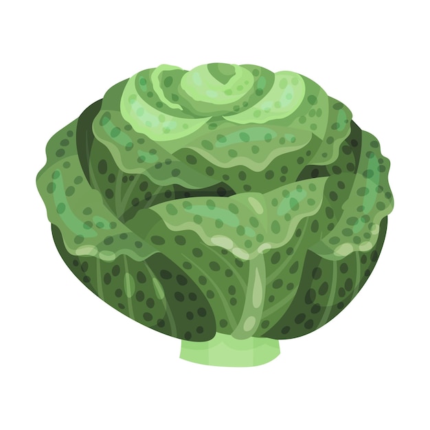 Vector savoy cabbage as raw salad ingredient vector illustration