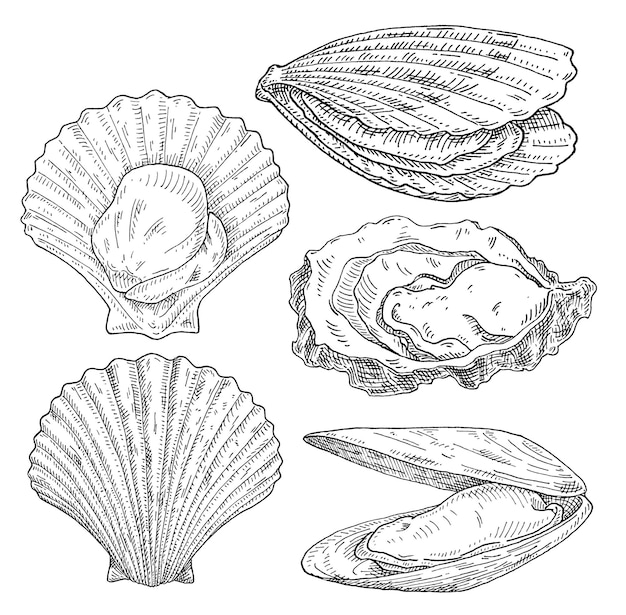 벡터 가리비, 홍합, 굴 흰색 배경에. 빈티지 벡터 조각 흑백 검은 그림입니다. 그래픽 잉크 스타일의 손으로 그린 디자인.