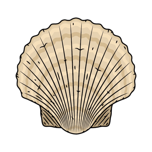 Vector scallop seashell. isolated on white background.