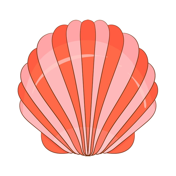 Vector scallop seashell vector