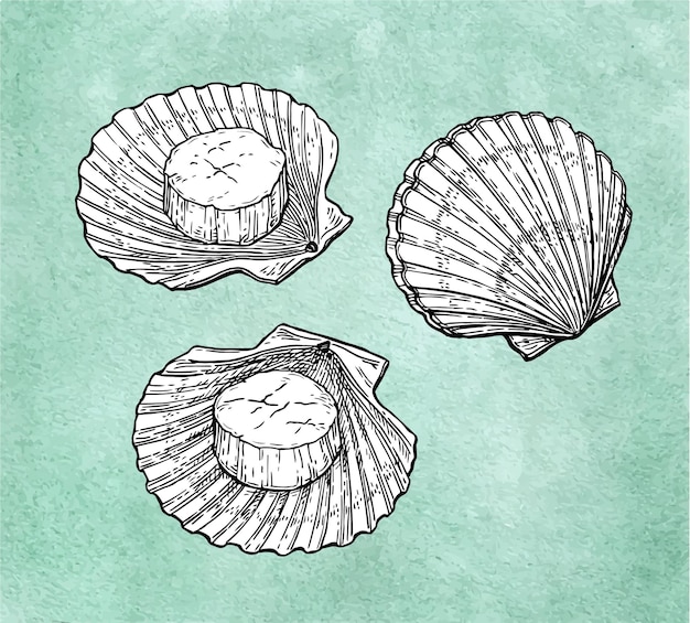 Set di capesante schizzo di inchiostro di pesce su sfondo di carta vecchia illustrazione vettoriale disegnata a mano stile retrò