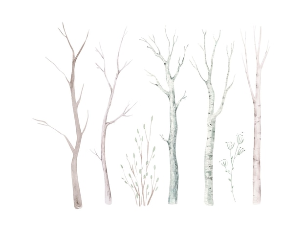 Vector scandinavian watercolor set of trees birch and pine mountain ash forest woodland design elements