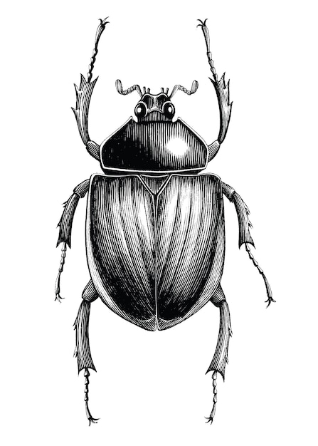 Vector scarab beetle hand draw vintage engraving style black and white clipart isolated on white background