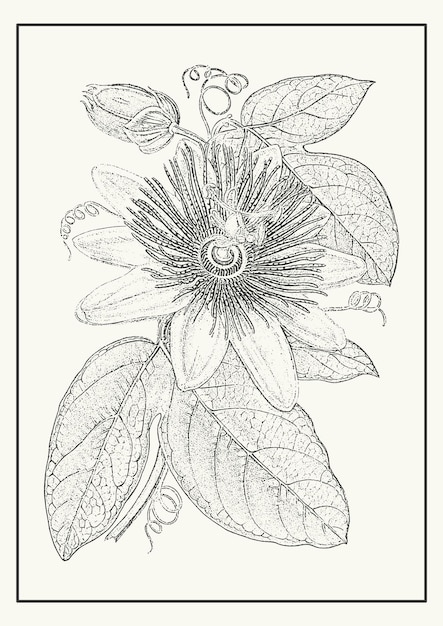 Scarlet passion flower botanical poster illustration Passiflora incarnata in monochrome style