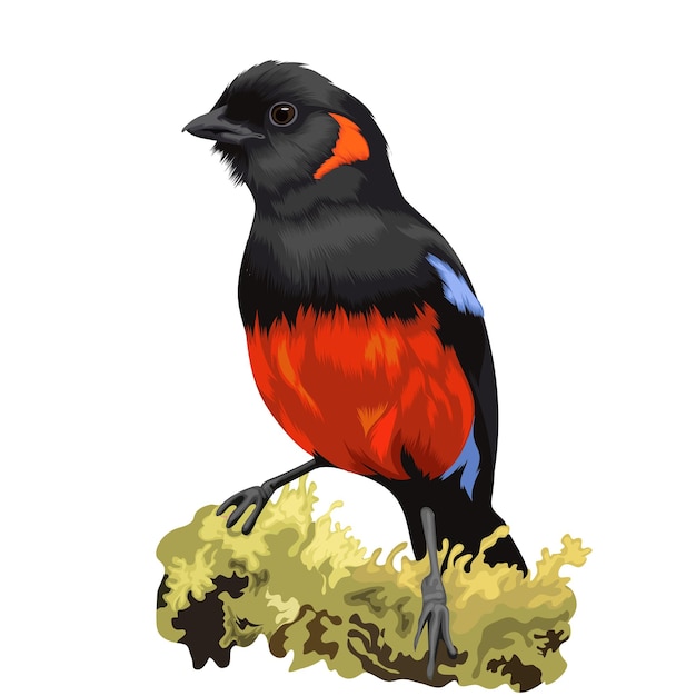 Vector scarletbellied mountain tanager