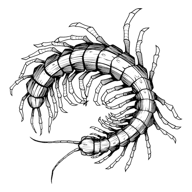 Vector scary centipede longest insect