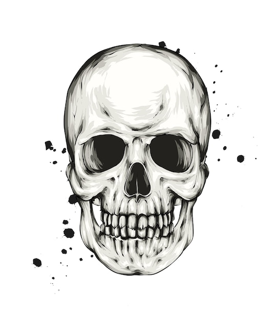 Download Scary Skull Death RoyaltyFree Stock Illustration Image  Pixabay