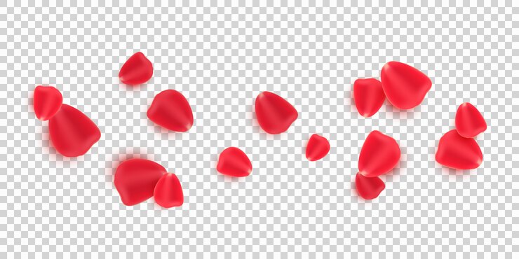 Vector scattered red rose petals isolated on transparent background.