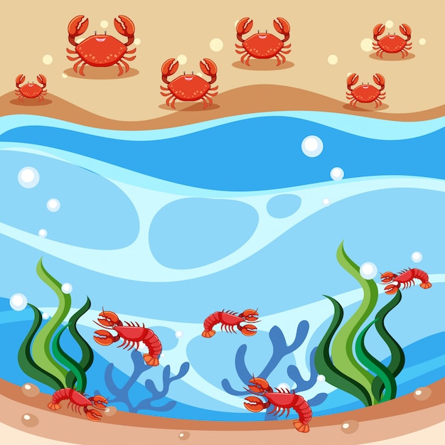 Scene of crabs and shrimp