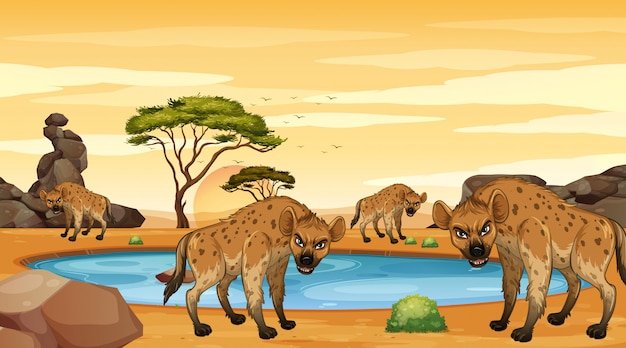 Scène met hyena's in de dersert