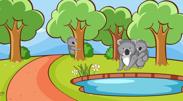 Scène met koala in het park