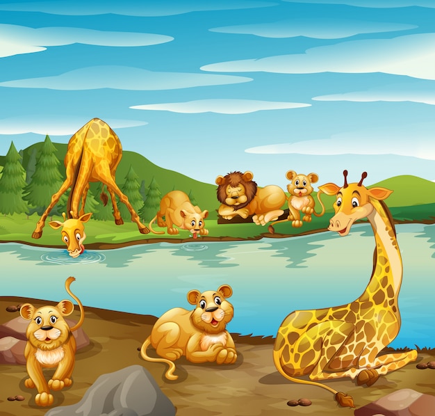 Scene with giraffes and lions by the river