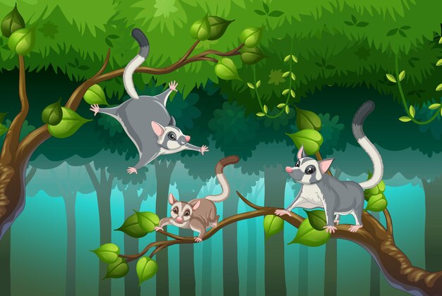 Scene with sugar gliders in the forest
