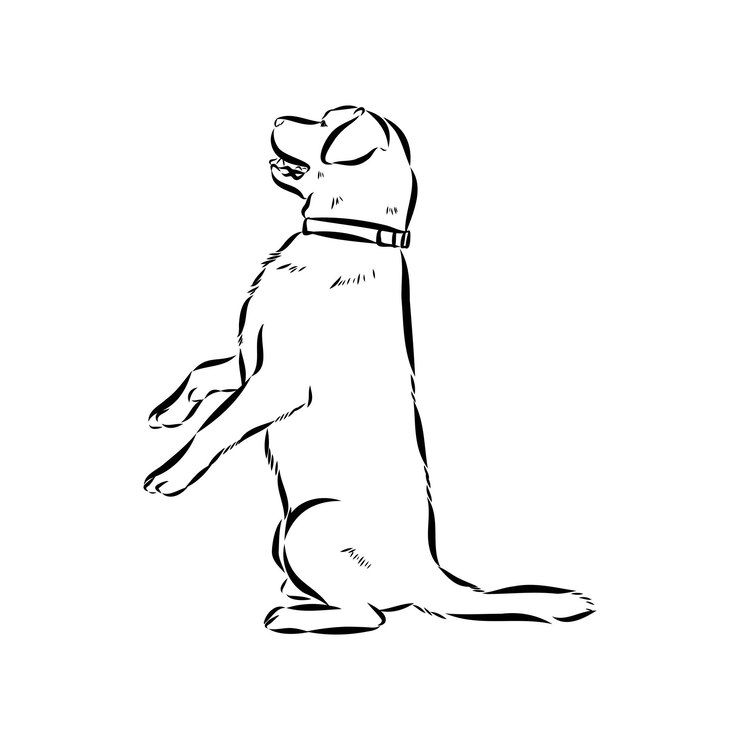 Vector scenes of dog training with cartoon characters of man and his pet learning various commands