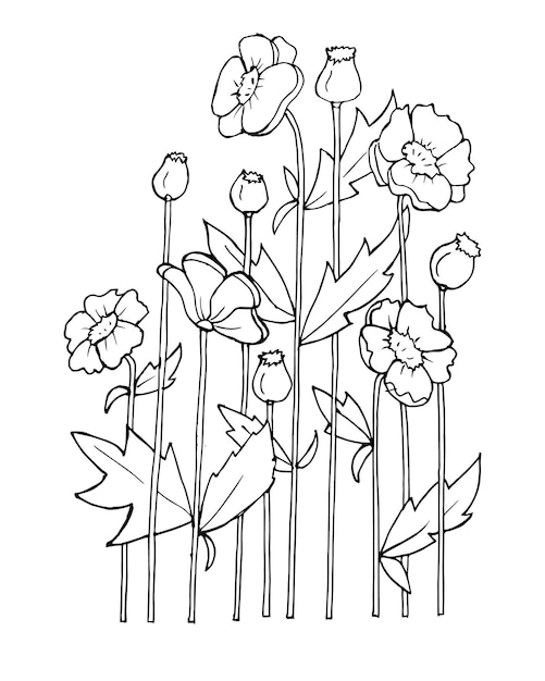 Scetch contour bouquet of wildflowers poppies